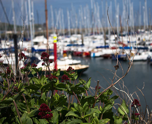 port - single flower sailboat harbor pier zdjęcia i obrazy z banku zdjęć