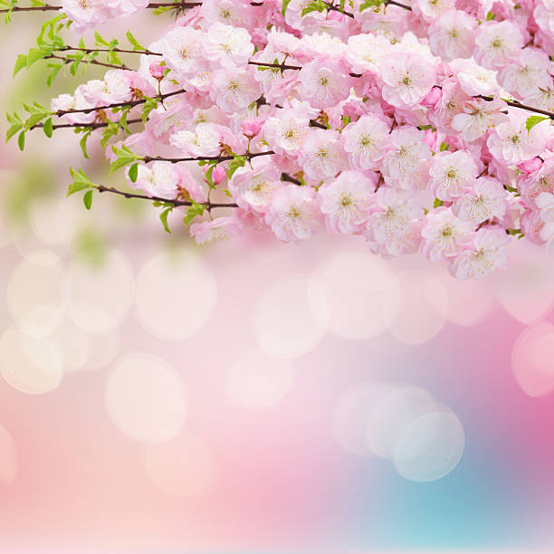 istock Cherry Flowers in green garden 471632952