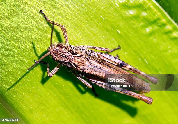 Insecto En La Hoja Foto de stock y más banco de imágenes de Aire libre - Aire libre, Ala de animal, Animal