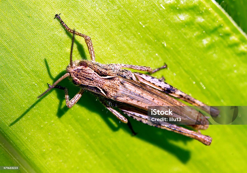 insect on the leaf grasshopprer on the leaf macro picture Animal Stock Photo