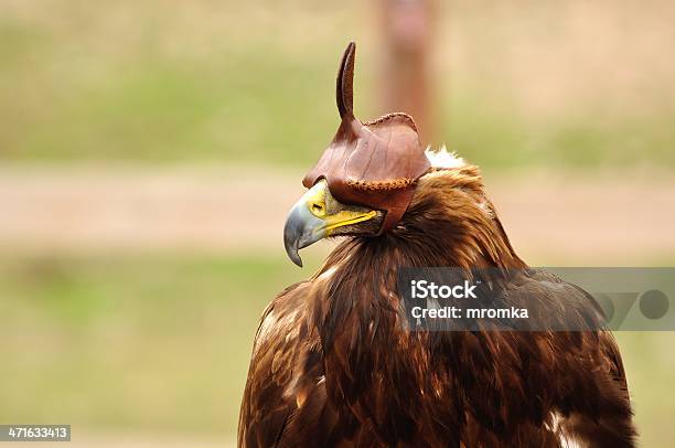 Hunting Bird Stock Photo - Download Image Now - Blinders, Animals Hunting, Beak