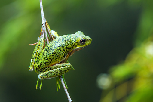 A treefrog hanging down from a branch