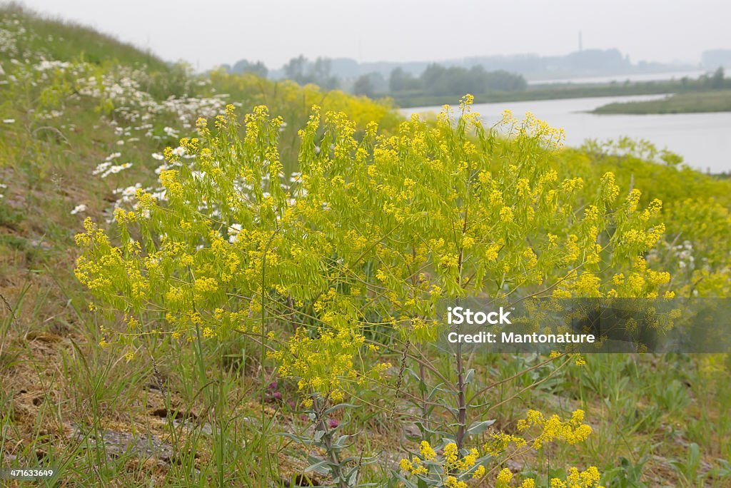 Woad (Isatis tinctoria) - 로열티 프리 0명 스톡 사진