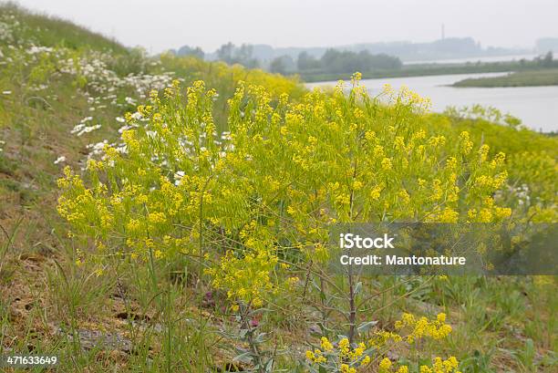 Woad 0명에 대한 스톡 사진 및 기타 이미지 - 0명, 2년생 화초, 계절