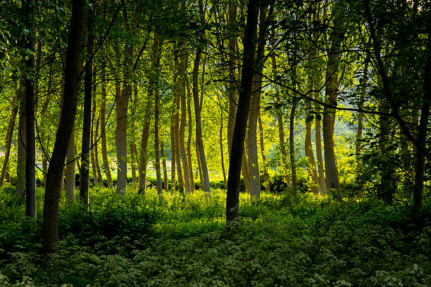 istock Forest and flowers at sunset. La Rioja. Spain. Europe. 471633676
