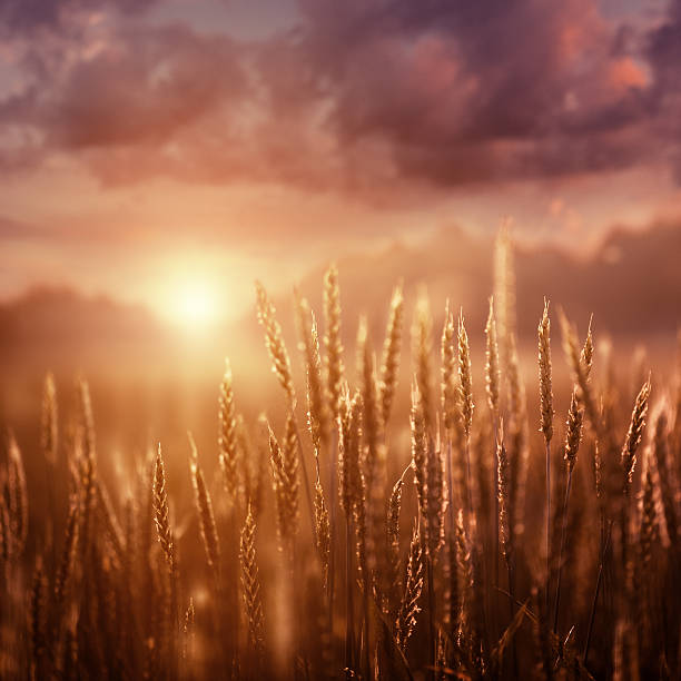 Close-up wheat in the evening against tranquil sky.