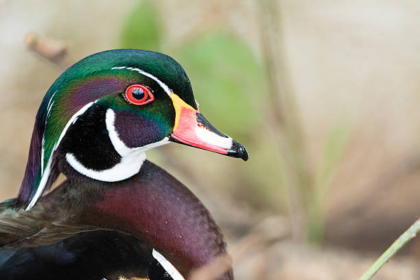 istock Wood Duck Close Up Portrait 471633756