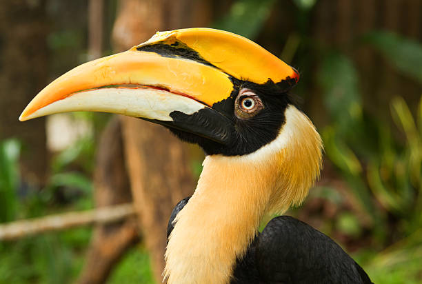Wreathed hornbill stock photo