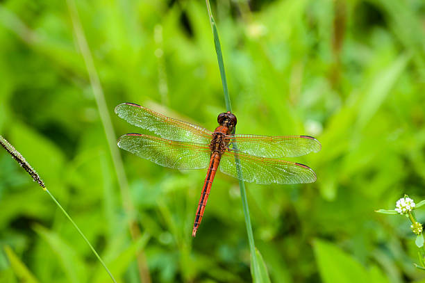 Dragonfly in Motion stock photo