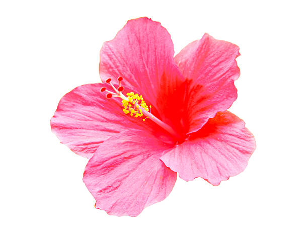 istock Pink hibiscus flowers 471634083