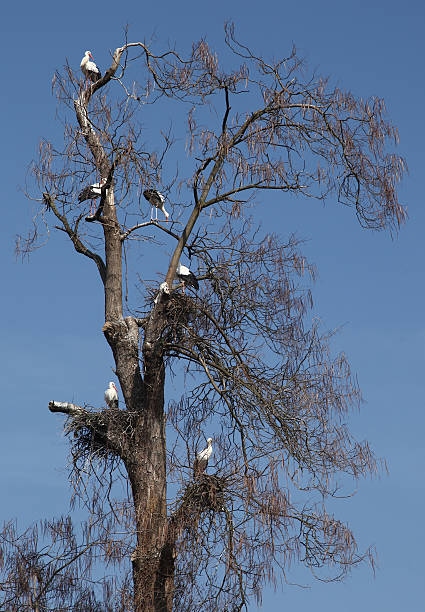 albero con sei storks su di esso - bird animal flock of birds number 6 foto e immagini stock