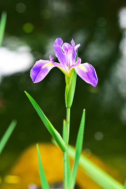 istock The Purple Flower 471634254