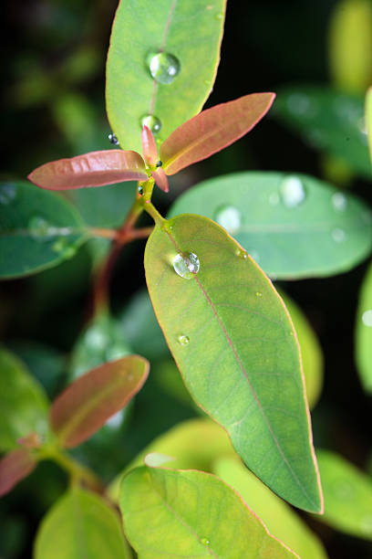 schössling von eukalyptus mit dew drops. - ecosavy stock-fotos und bilder