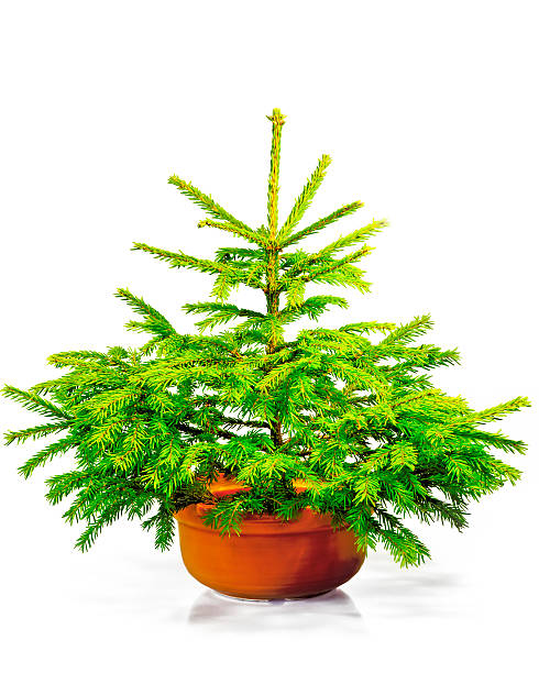 istock Little green Christmas tree in a red pot. 471634361