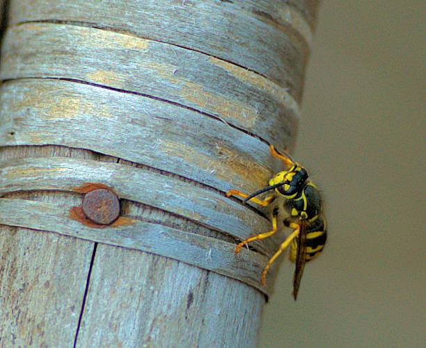 wasp on chair stock photo