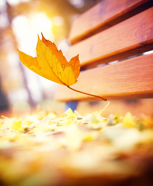 caída de otoño con hojas - old plank outdoors selective focus fotografías e imágenes de stock