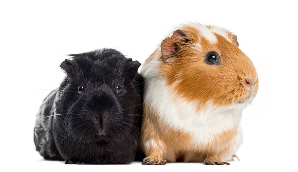 istock Two Guinea pigs next to each other, isolated on white 471635775