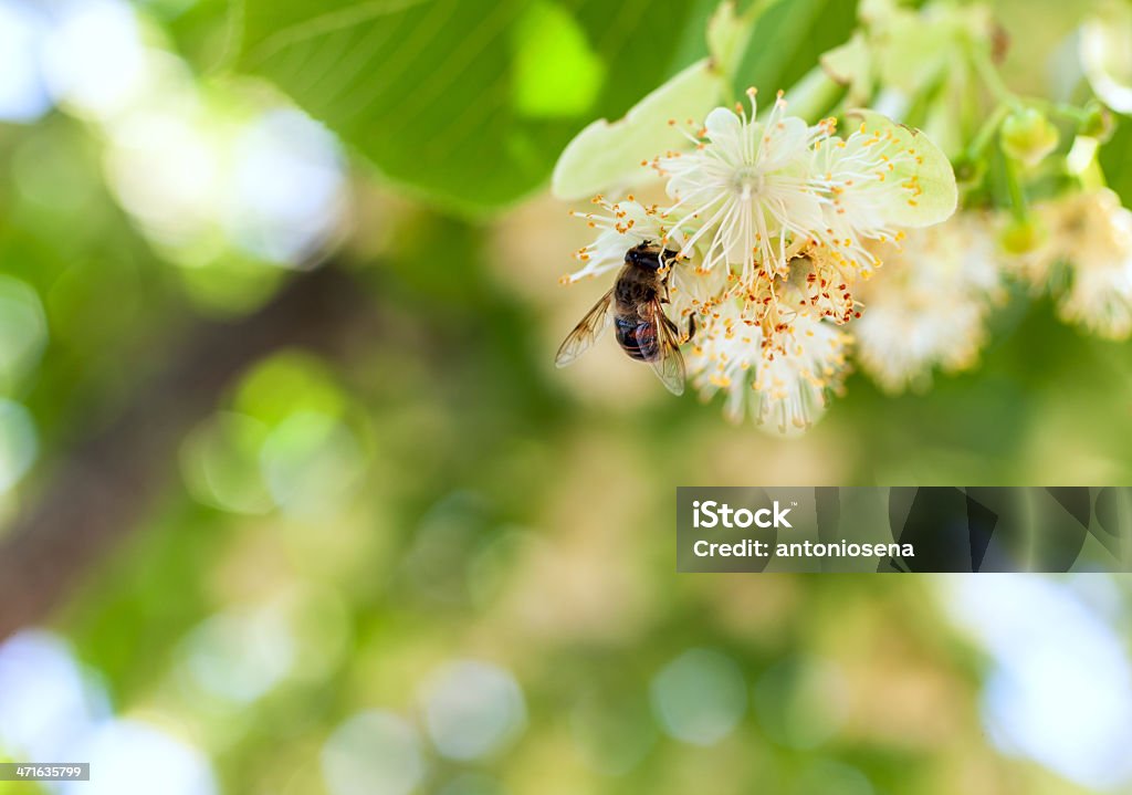 bee with flower bee on a flower Agriculture Stock Photo