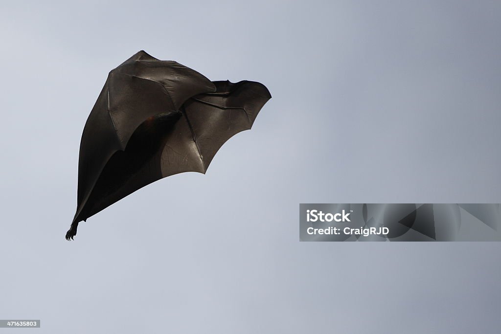 Bat Flying - Foto de stock de Aire libre libre de derechos