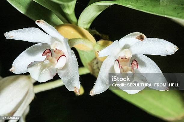 Eria Carinata - Fotografias de stock e mais imagens de Ao Ar Livre - Ao Ar Livre, Botânica - Ciência de plantas, Cabeça de Flor