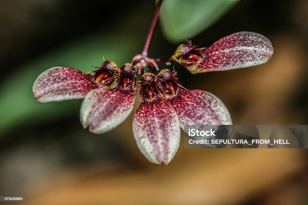 Cirrhopetalum curtisii (endémique plantes) de forêt tropicale - Photo de Botanique libre de droits