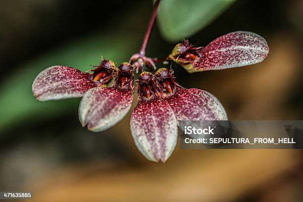 Foto de Cirrhopetalum Curtisii Na Floresta Tropical e mais fotos de stock de Botânica - Assunto