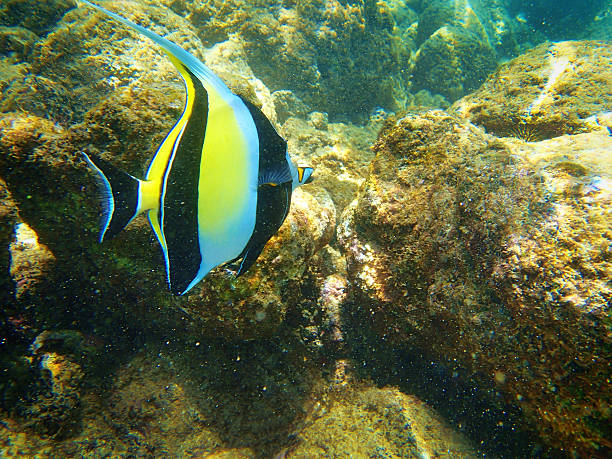 Tropical Reef Fish Moorish Idol in Kauai Hawaii