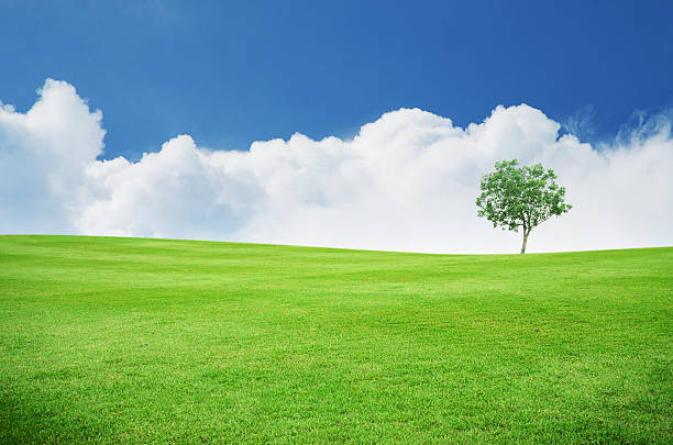 istock Beautiful green field with sky and single tree 471636149