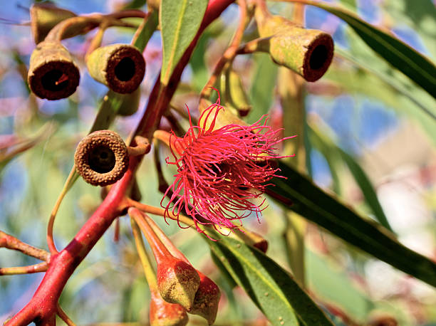 красные кизил резина - australian culture flower indigenous culture plant стоковые фото и изображения
