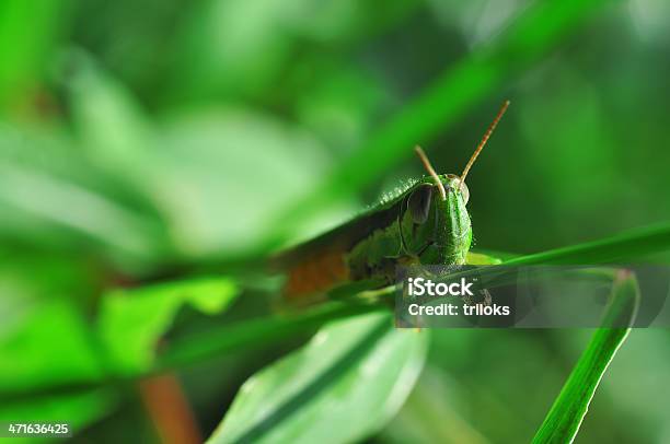 Cavalletta - Fotografie stock e altre immagini di Ambientazione esterna - Ambientazione esterna, Animale, Animale selvatico