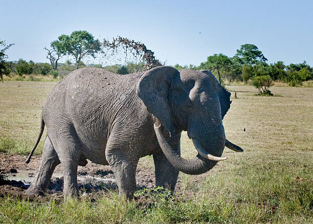 Elaphant mudbath stock photo