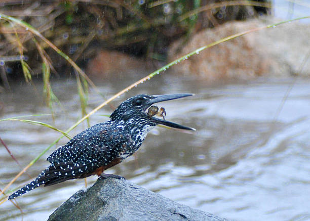 Crab sushi on rainy day stock photo