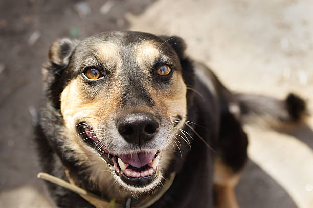 istock Happy black dog smiling Portrait 471636812
