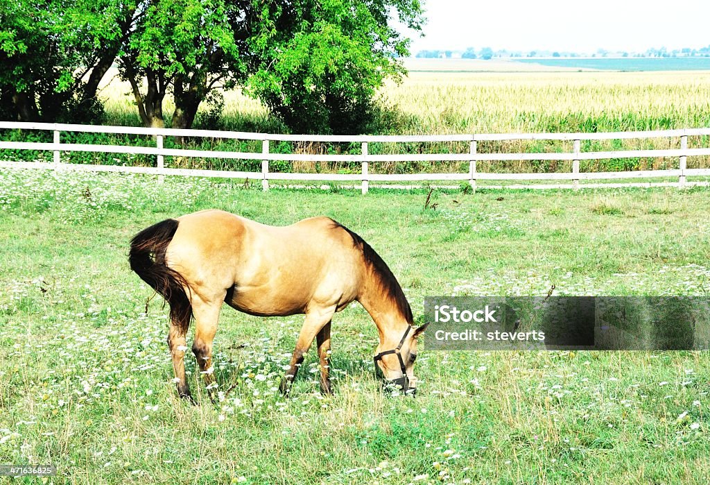 Buckskin Grazing Buckskin horse grazing with wildflowers in the pasture. Animal Stock Photo