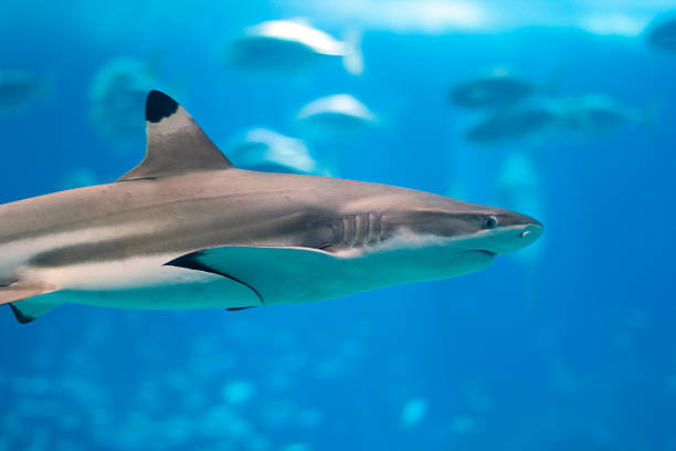 Blacktip Reef Shark A  blacktip reef shark. blacktip reef shark stock pictures, royalty-free photos & images