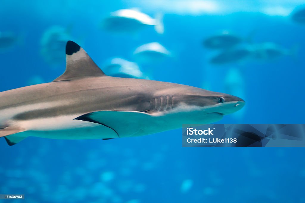 Tubarão de pontas negras do recife - Foto de stock de Tubarão Negro royalty-free