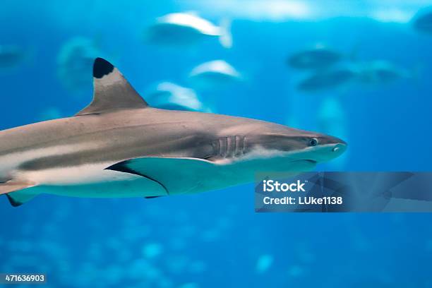 Foto de Tubarão De Pontas Negras Do Recife e mais fotos de stock de Tubarão Negro - Tubarão Negro, Animais caçando, Barbatana - Parte do corpo animal