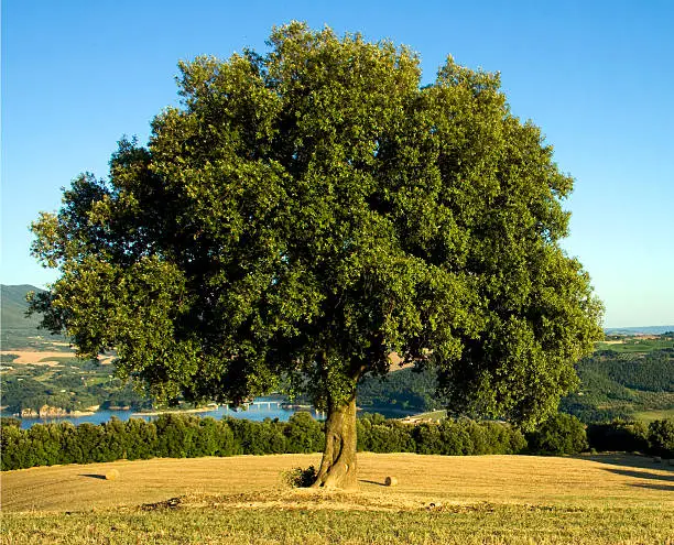old oak tree in the Tuscan countryside