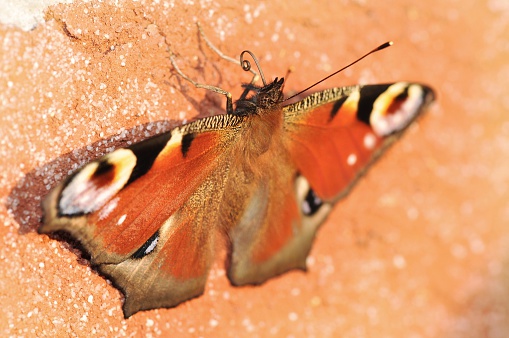 peacock butterfly on a brick - Inachis io