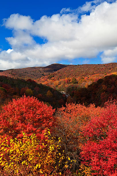 autunno in montagna - vertical forest national forest woods foto e immagini stock