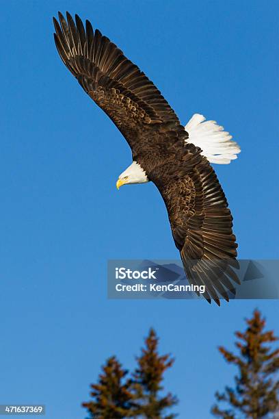 Bald Eagle Flying Stock Photo - Download Image Now - Bald Eagle, Flying, Diving Into Water