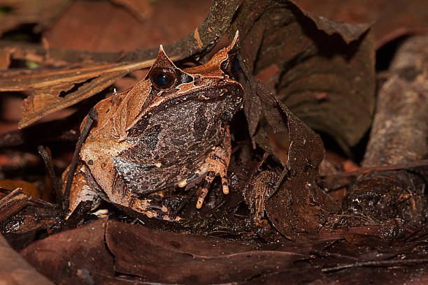 Malayan horned frog stock photo