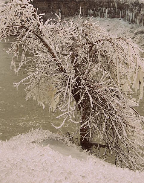 Niagara Falls Frozen Branches stock photo