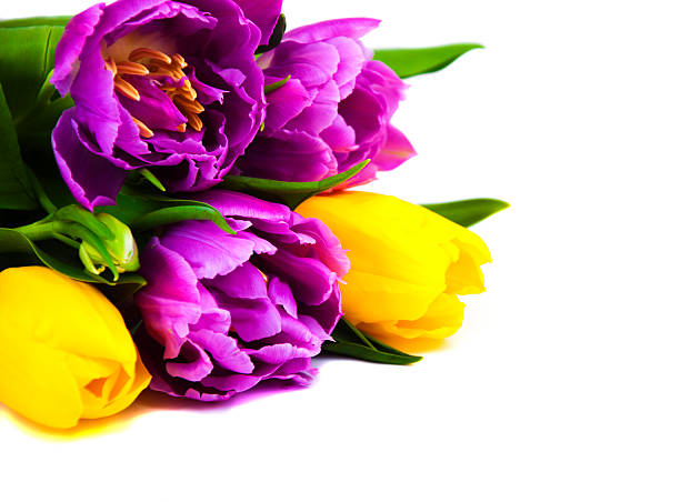 tulipany - cut out tulip close up drop zdjęcia i obrazy z banku zdjęć