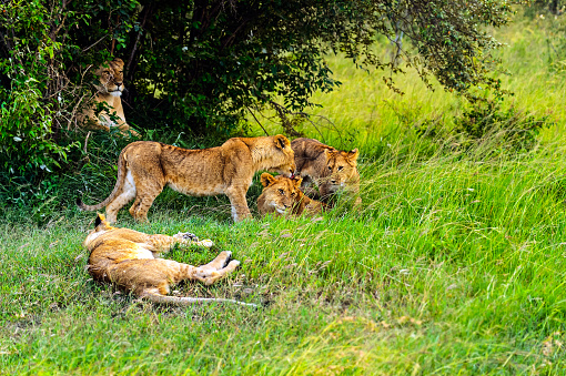 African Lion (Panthera leo krugeri) in the Grass - captive animal