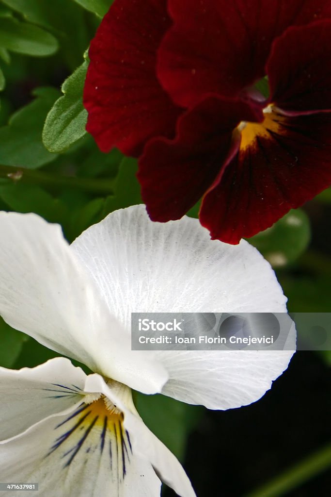 fleur - Photo de Arbre en fleurs libre de droits