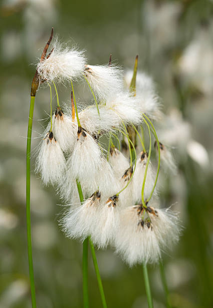 erióforo, género eriophorum, cyperaceae - cotton grass sedge grass nature imagens e fotografias de stock