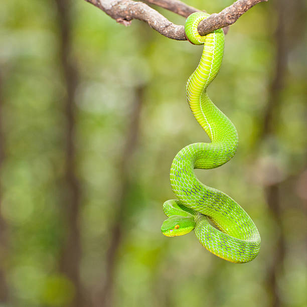 istock Ekiiwhagahmg snakes green 471638437