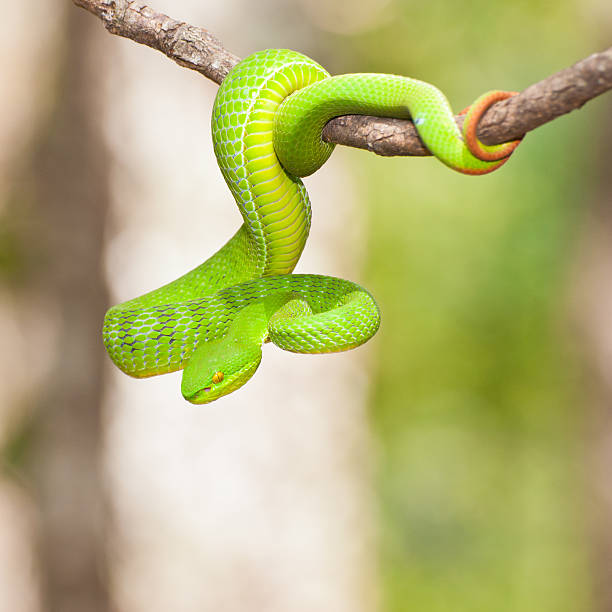 istock Ekiiwhagahmg snakes green 471638439