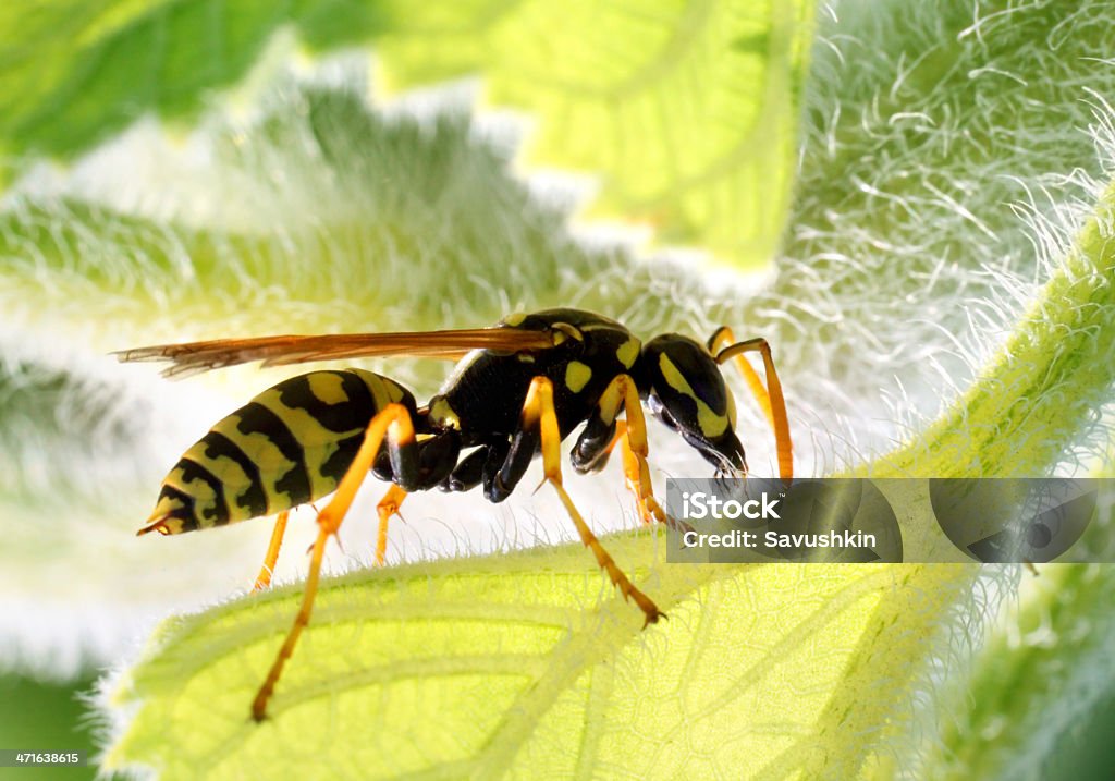 말벌 - 로열티 프리 겹눈 스톡 사진